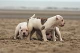 BOULEDOGUE AMERICAIN 143